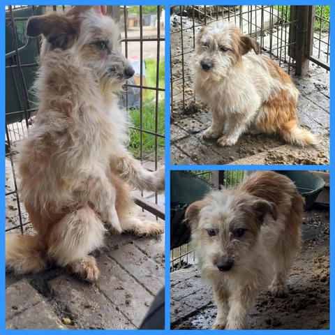 Großes Foto links 
Kiro sitzt in einer Kennelecke und hat eine Pfote auf die Gitterstäbe gelegt. 
Kiro ist ein braun beige weißer Hund mit struwweligem Fell. Er sitzt aufrecht in der Kennelecke und legt eine Pfote auf die Gitterstäbe. Er wirkt etwas verzweifelt und ängstlich. 
Der Boden ist schmuddelig und nass. Hintergrund links sieht man den Wassertrog vom Nachbarkennel, rechts ist grünes Gras zu sehen. 
Foto rechts oben 
Kiro im "normalen" Sitz, die Umgebung ist identisch mit dem Bild links. 
Kiro steht und man sieht, dass er hinten viel beige hat und vorne eher weiß ist. Seine Ohren wirken auf allen Bildern braun und heben sich vom Rest sehr ab.
Kiro wirkt auf allen Bildern wirklich sehr unglücklich.
