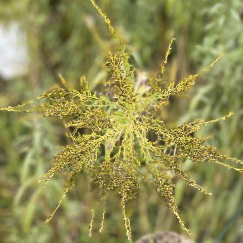 A close-up of a plant with slender, branching stems and clusters of small flowers or seeds, set against a blurred green background.