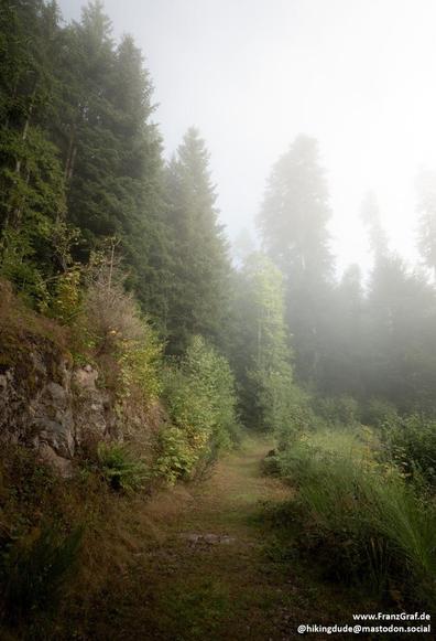 A serene and picturesque scene captured in this image showcases a trail winding through a lush forest. The dense vegetation, consisting of various trees and grass, creates a natural canopy overhead. The landscape is enveloped in a gentle fog, adding a mystical and dreamy quality to the setting. The misty atmosphere enhances the sense of tranquility and seclusion in this wilderness. The dominant colors of white, black, and grey further emphasize the peaceful and calming ambiance of the forest. O…