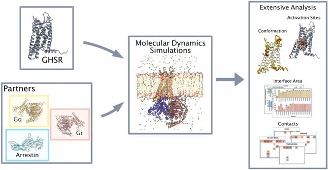 An atomic look at the interface of GHSR and its partners. Computational and Structural Biotechnology Journal, DOI: https://doi.org/10.1016/j.csbj.2024.11.035
