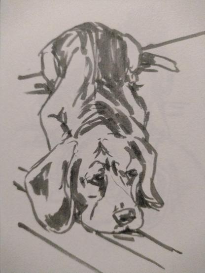 Schets van liggende beagle, gemaakt met grijze brush pen.