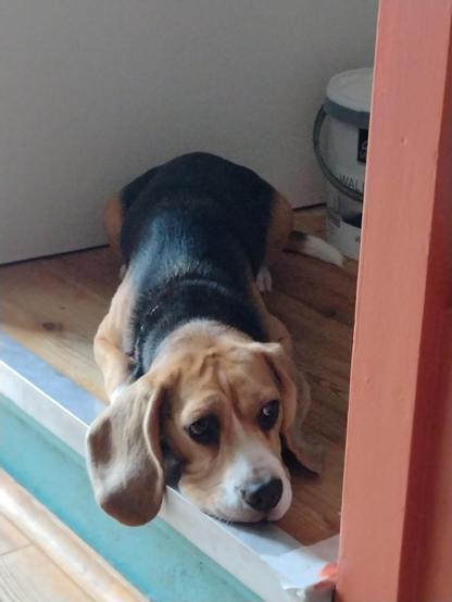Foto van liggende beagle
