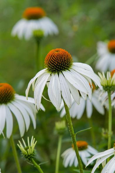 In the center of the field is a purple coneflower which isn't purple but white instead because the color is diluted;    7 or so other flowers are partially visible around,  usually further away and not in quite perfect focus.