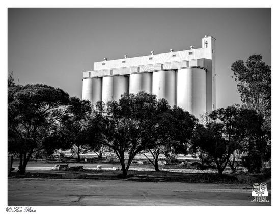 Black and white photograph of the large, bright white Wirrulla grain silos dominating the background, framed by a row of dark, heavily shadowed native Australian trees and scrub in the middle ground and foreground.

The trees create a strong contrast with the bright cylindrical structures. Signed Kev Peirce.
