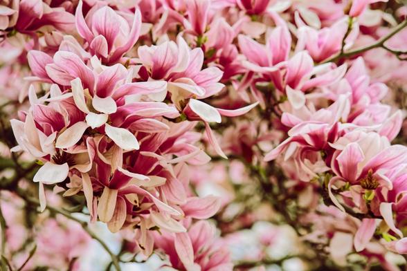 A field of lucious pink and purple petals,  near the upper part of the frame in perfect focus but there are some gaps towards the bottom where you can see more of the same blurred out.