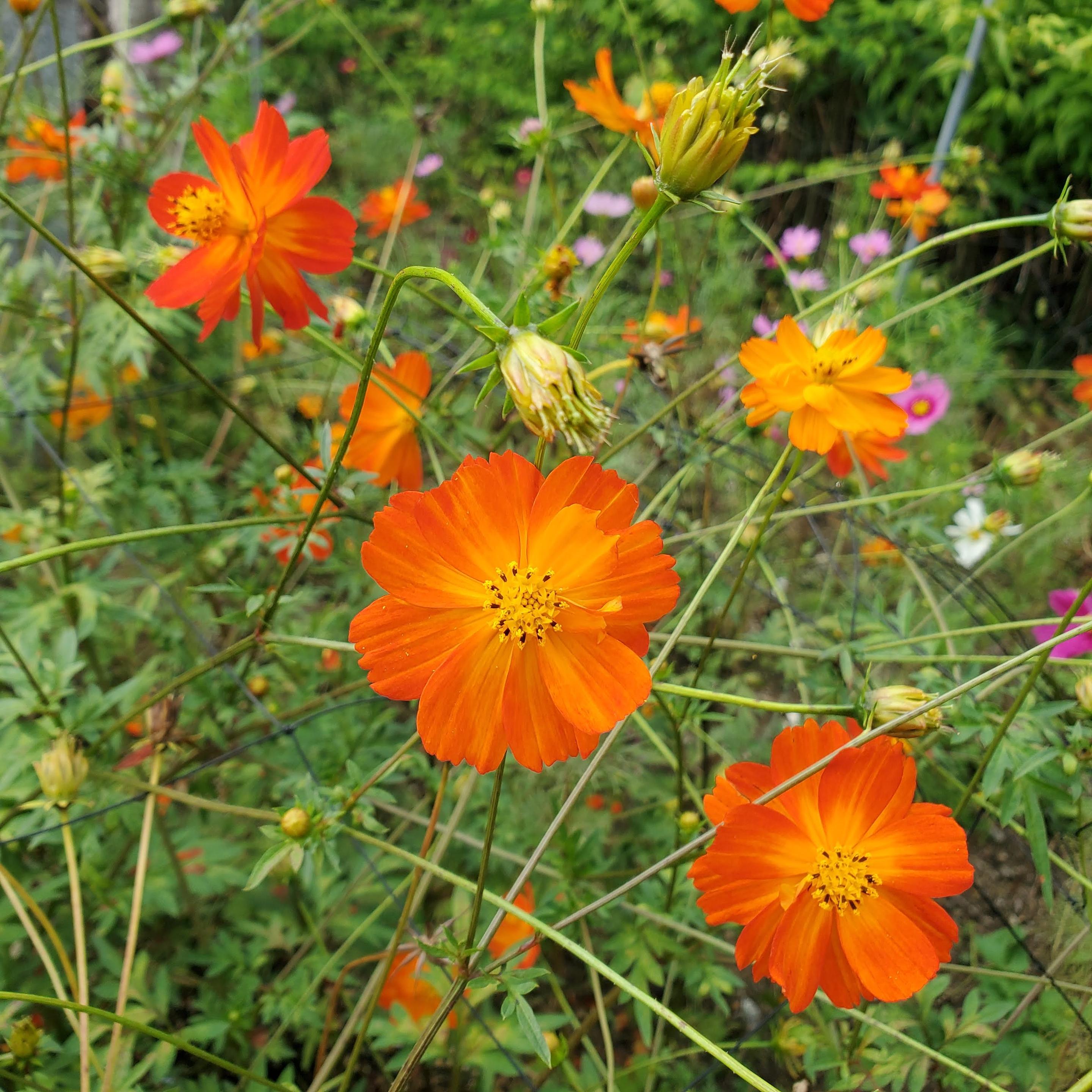 Orange cosmos at Hannya-ji.
