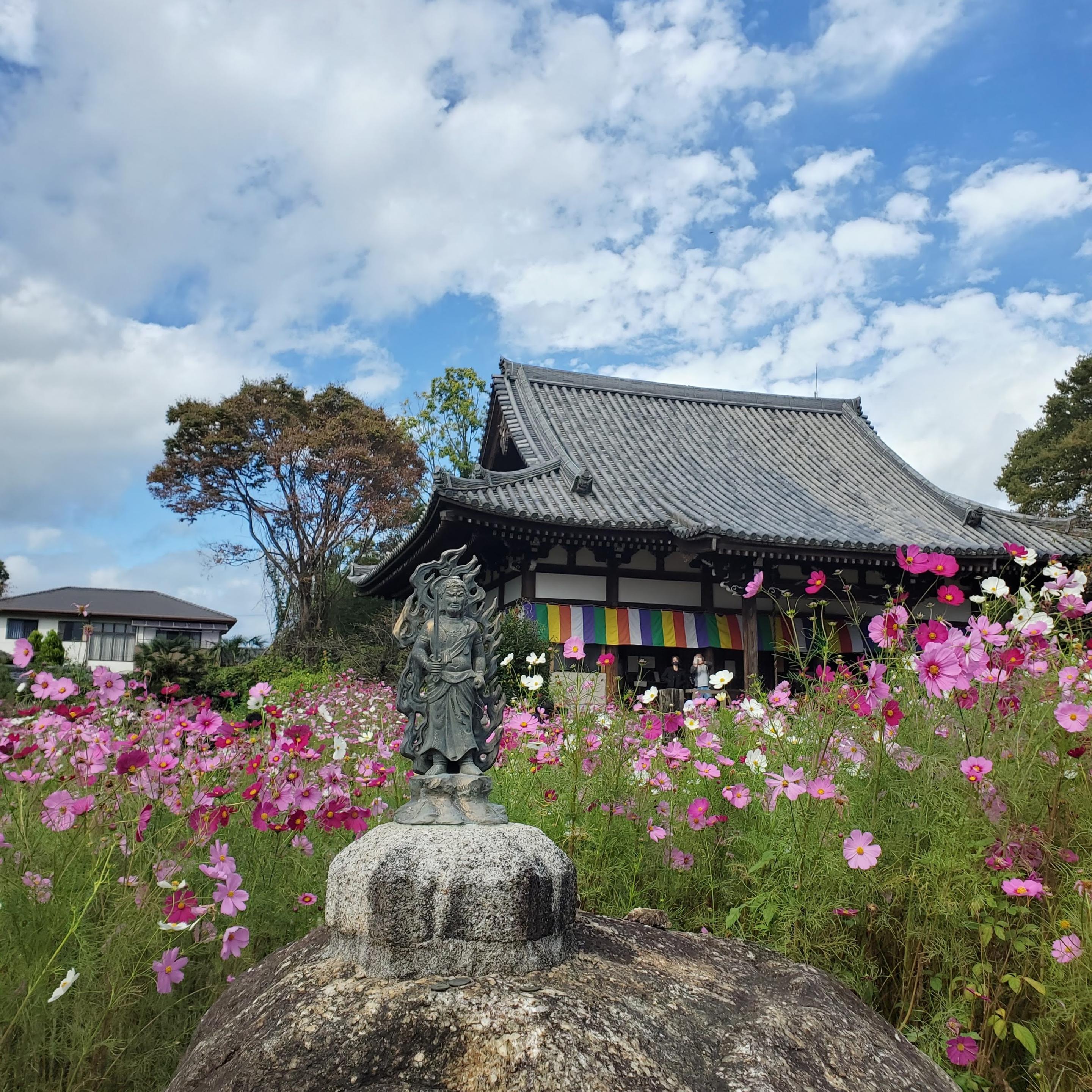 The main hall of Hannya-ji, beyond grounds filled with cosmos.