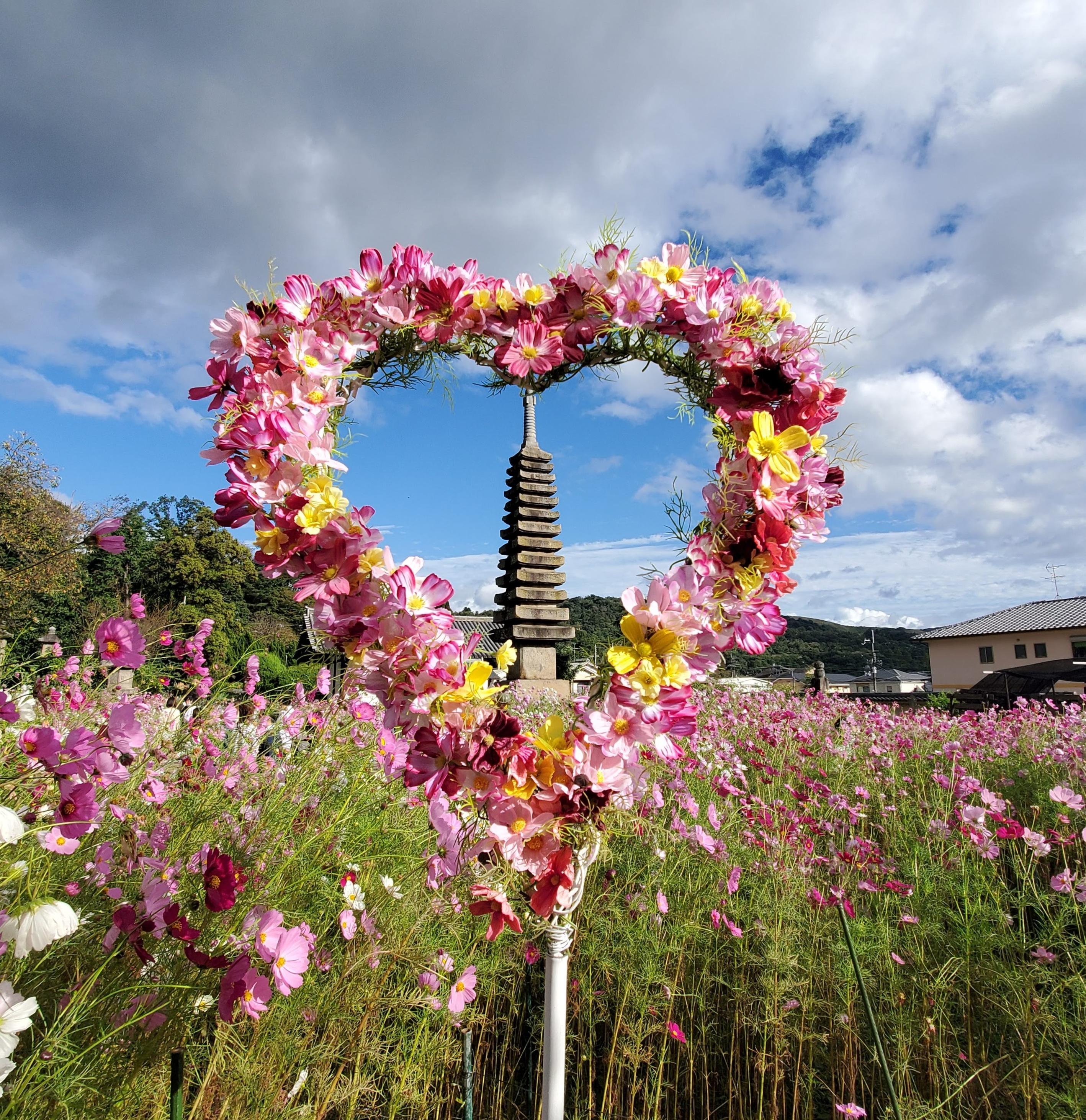 A heart of cosmos frames the stone pagoda at Hannya-ji.