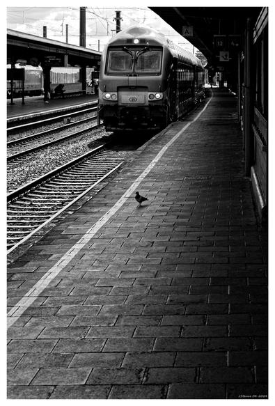 A black and white photograph of a train approaching a station platform. In the foreground, a lone pigeon stands near the tracks, as if patiently waiting to board the train.