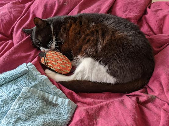 Black-and-white cat sleeping with his toy mouse
