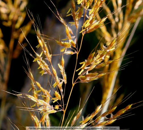 Grass flowers. Source: https://en.wikipedia.org/wiki/Poaceae#/media/File:Grassflowers.jpg; Hardyplants, Public Domain