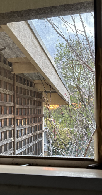 A thin strip of orange sunset seen through the toilet window, so there is a fly screen mesh overlaying it all and wooden lattice outside to the left and some ornamental blossoms on the right, framed by the inside of the window