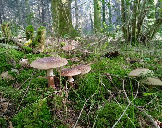 Close up of mushrooms on a mossy forest floor. Three toadstools grow in a clump on the left - they are pale brown and white, with flat caps dotted with white spots like a deer. The darker brown stems have a white frill halfway down.