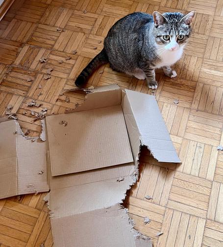 Eine getigerte Katze mitm ernstem Gesichtsausdruck sitzt neben einem benagten Karton, der nur noch in Teilen als Karton zu erkennen ist. Die Katze wirkt, als ob sie gerade maßgeblichen Gedanken zum künftigen Baufortschritt nachhinge.