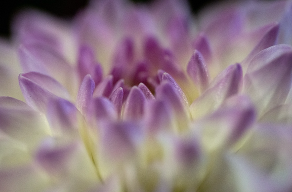 Close up lila dahlia