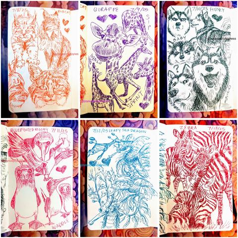 Compilation of 6 sketchbook pages of animal drawings. Top row consists of drawings of bobcats, giraffes and huskies. The bottom row has drawings of blue footed boobies, leafy seadragons and zebras.