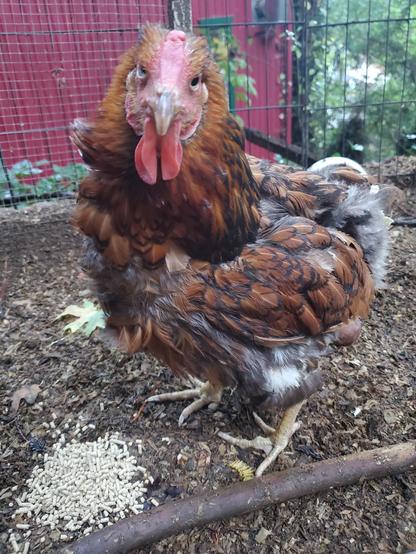 the most ancient gold-laced wyandotte you've ever seen, going grey at the edges of her comb and wattles. she's also molting which doesn't decrease her overall level of decrepitude
