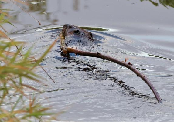 Holding one end in its mouth, a beaver carries a long limb through a creek, pushing the water in front of it and creating a wake that reflects light interestingly. It's a close photo and shows the beaver's furry brown head, tilted slightly to better pull the limb.