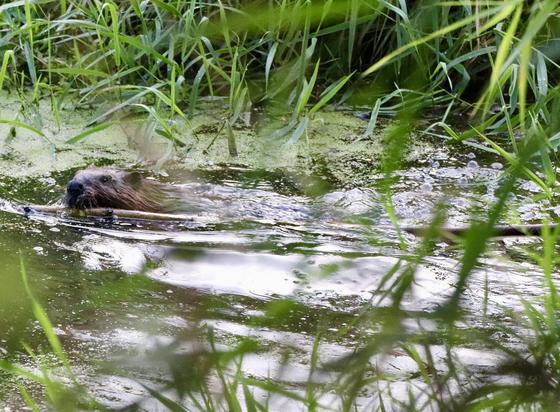 Grasping the thick end in its mouth, the beaver struggles to pull the long limb through a narrow stream. You can't see the dam in this photo but the far end of the limb is hung up a little on the dam.