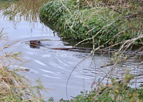 This photo shows how long the limb is, probably three times the beaver's length as it hauls the limb toward the lodge down the creek, with green vegetation and brush on either side of the creek.
