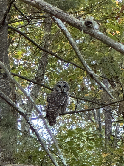 Floofy barred owl staring at me 