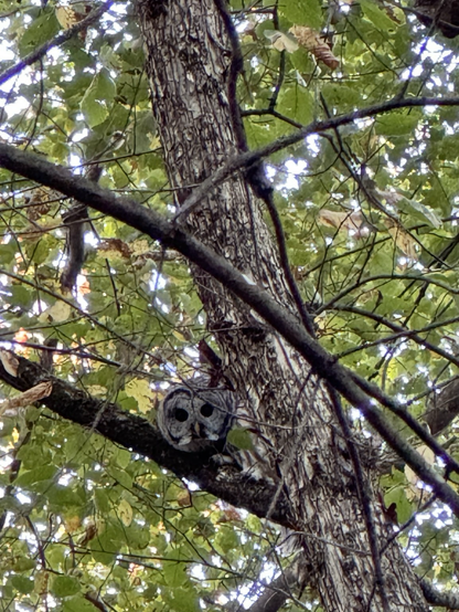 Owl is crouched down in a new tree watching me