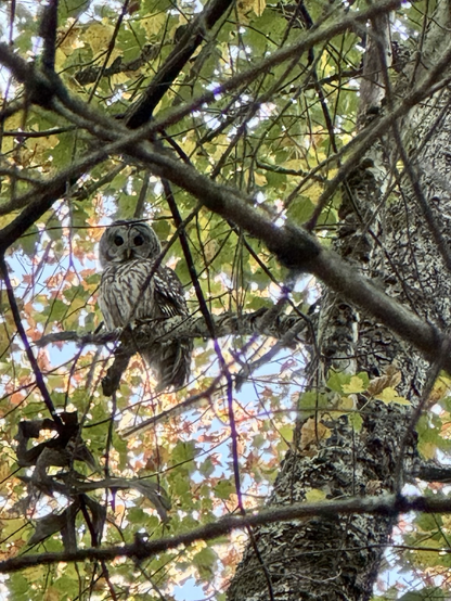 Floofy barred owl staring at me from yet another tree