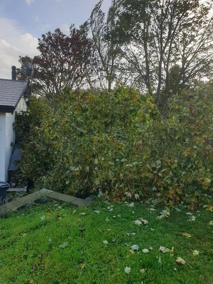 Near miss. A tree fallen quite close to our house