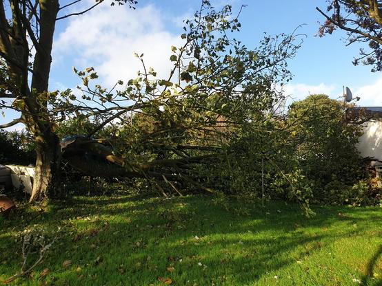 A fallen tree limb in Northern Ireland 