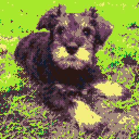 A Salt and Pepper (Black & white) Mini Schnauzer pup sitting on a patch of grass, staring at the camera. It’s rendered as it would appear on the PICO-8 virtual console, and hence is low resolution, and heavily dithered. 
