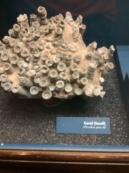 #Rugosa (rugose corals) are an extinct class of solitary or colonial corals that were abundant in Middle Ordovician to Late Permian seas.[1][2][3]