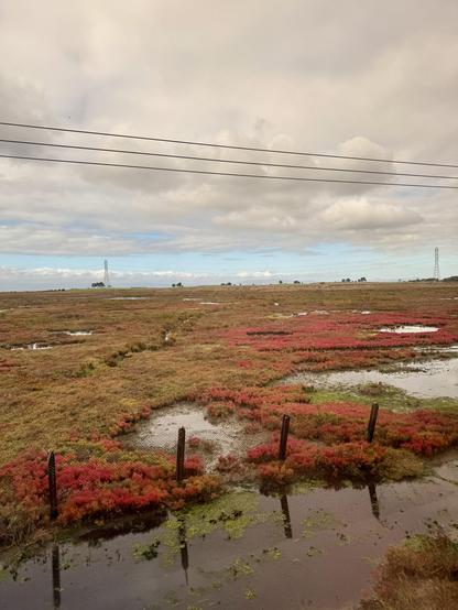 View from the train of Elkhorn Slough. Lots of red and yellow in the often green grasses.