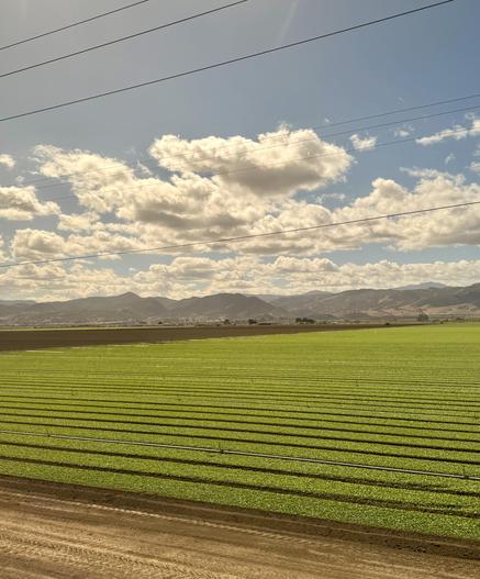 View from the train of a bright green field with a light blue sky and fluffy white clouds.🌧️
