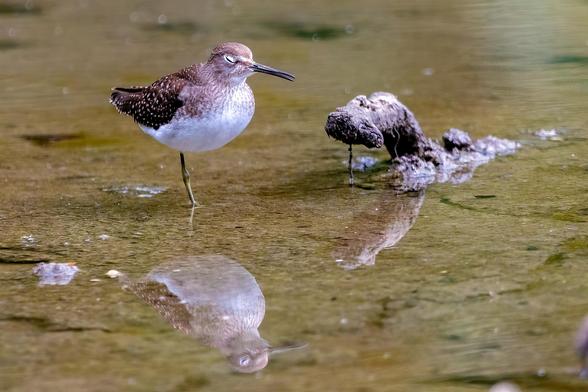 Solitary Sandpiper