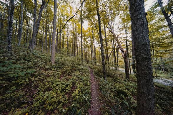 A narrow single track advances directly away from the bottom of the frame towards a tilted horizon on a hillside parallel to a road which can barely be seen