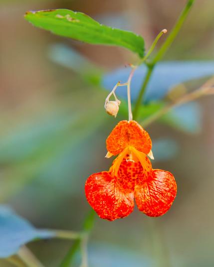Orange and yellow touch-me-not flower with three big lobes grows from a rather pale stem  attached to a green plant with brown spots on its leaves