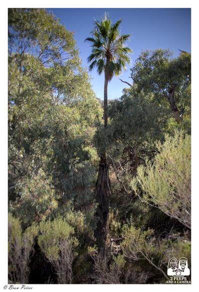 A vertical photograph taken from below, looking up into a thick patch of Australian bushland.

The surrounding eucalyptus and scrub are dense and dark green.

Cutting vertically through the center of the image is the tall, straight trunk of a palm tree that extends high above the canopy, its fronds clearly lit by the sun against a bright blue sky.

Photo by Bron Peirce.