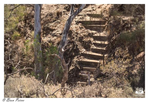 A close up outdoor photo focusing on a rough set of concrete steps leading steeply up a dry, dusty, scrub-covered hillside.

The steps are partially obscured by an exposed, light-barked gum tree trunk that curves into the frame from the left.

At the bottom of the steps, a small wooden sign points the way to "Poet's Walk."

The foreground is filled with dry branches and low, light-green foliage. Photo by Bron Peirce.