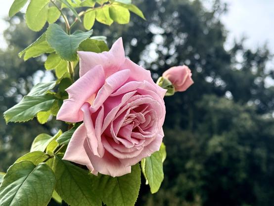 A large pale pink rose in full bloom and a budding rose against a background of blurry forest trees foliage and white sky. 
