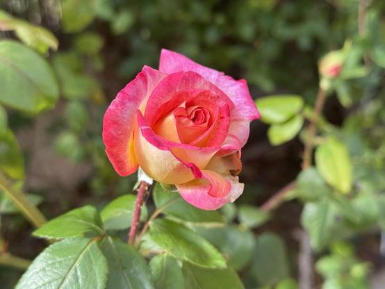 A close-up of a vibrant rose blooming among green leaves. The rose’s petals colors range from vibrant pink to soft peach.