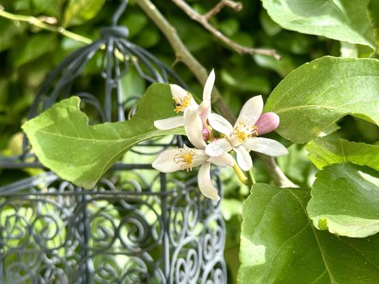A close-up of a cluster of white lemon tree flowers with yellow stamens and pink buds, surrounded by green leaves. In the background, a decorative wrought iron birdcage is partially visible.