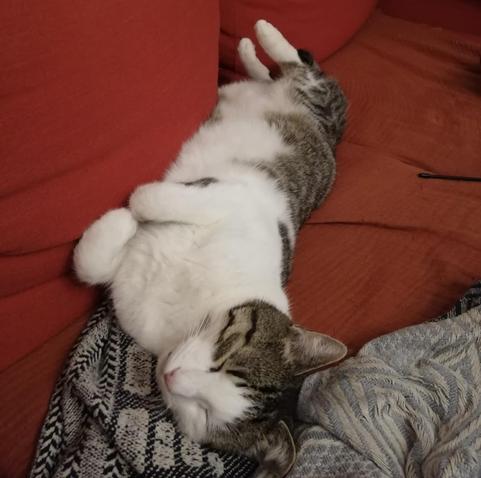 Bild einer Katze, die tiefenentspannt seitlich auf dem Rücken liegend auf dem Sofa chillt und die Augen geschlossen hat.