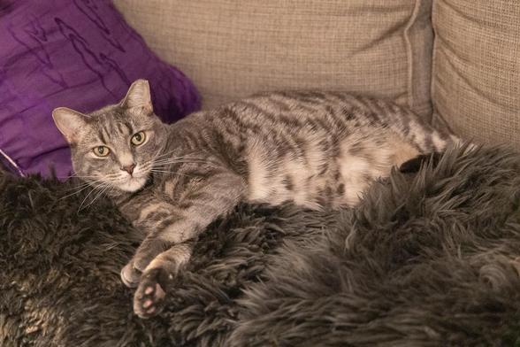A gray tabby cat lounges on a gray sheepskin rug, his head propped against a purple pillow.