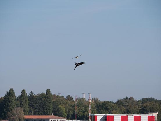 am unteren Bildrand sind ein Gebäudedach, Funkmasten und ein zweites Gebäude mit rotweisen Quadraten zu sehen, dahinter eine geschlossene Baumreihe. Im Zentrum des Bildes fliegt ein Turmfalke ins richtung Horizont, dicht gefolgt von einer Krähe