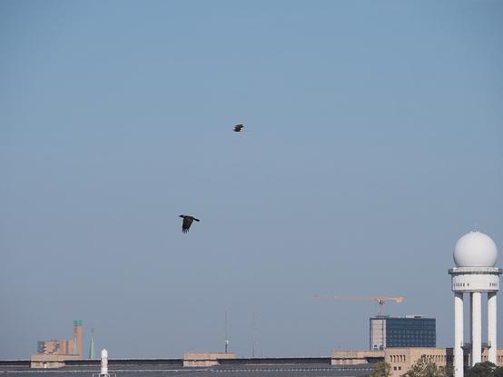 Am unteren Bildrand das Dach des Flughafen Tempelhof mit Radarturm, im Himmel darüber der Turmfalke, der jetzt über der Krähe fliegt und sie verfolgt