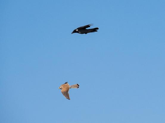 Blauer Himmel, in dem ein Turmfalke von einer knapp über und hinter ihm fliegenden Krähe verfolgt wird