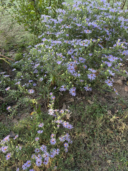 Green bushy foliage covered with aster blooms with multiple slim lavender petals radiating from yellow/brown centers