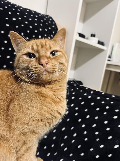 Photo of a ginger cat sitting on the couch 