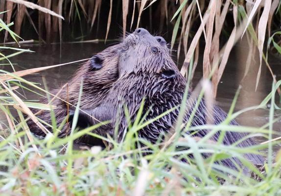 Two wet, brown, furry beavers wrestling in the water, head-to-head and cheek-to-cheek, their black noses and whiskers pointing skyward. They are in a large puddle, surrounded by brown and green marsh grass. Quite amusing to watch them, it seemed to be all in good fun.