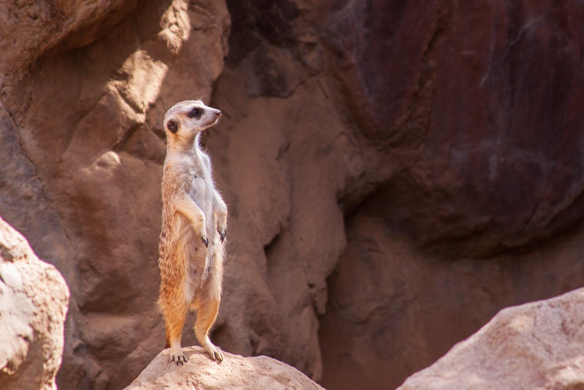 A meerkat standing on his hind legs on a rock face, staring off into the distance.